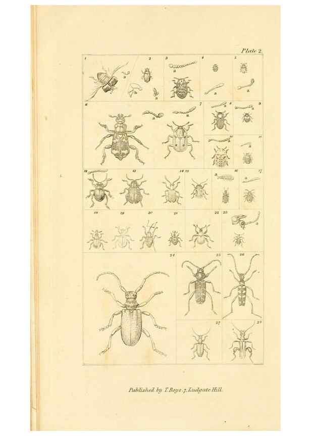 Reproducción/Reproduction 49680306741: The entomologist's useful compendium;. London,Printed for T. Boys,1819.. 