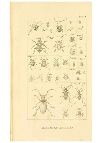 Reproducción/Reproduction 49680306741: The entomologist's useful compendium;. London,Printed for T. Boys,1819.. 
