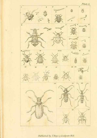 Reproducción/Reproduction 49680306741: The entomologist's useful compendium;. London,Printed for T. Boys,1819.. 