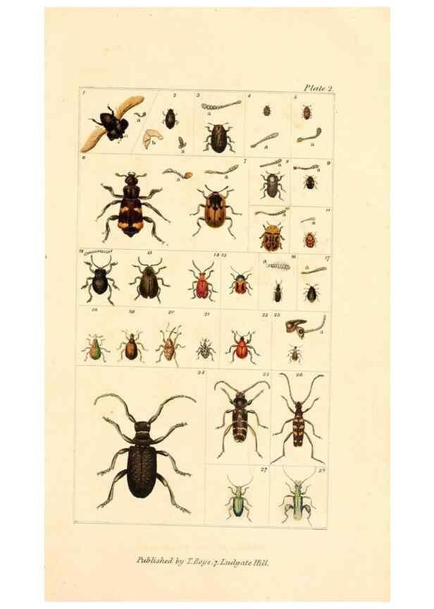 Reproducción/Reproduction 49679774623: The entomologist's useful compendium;. London,Printed for T. Boys,1819.. 