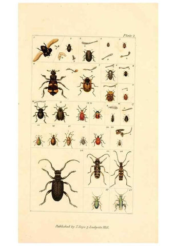 Reproducción/Reproduction 49679774623: The entomologist's useful compendium;. London,Printed for T. Boys,1819.. 