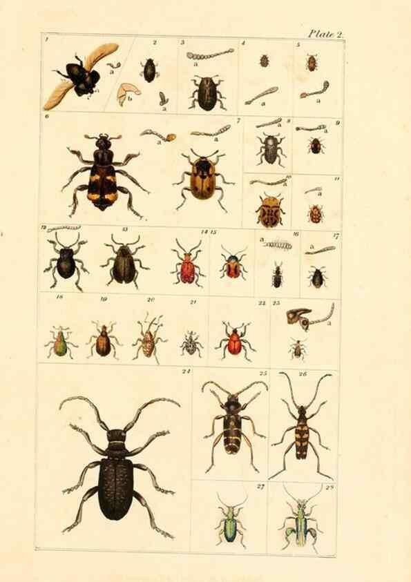 Reproducción/Reproduction 49679774623: The entomologist's useful compendium;. London,Printed for T. Boys,1819.. 