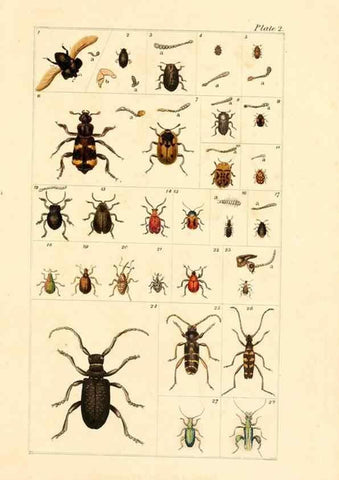 Reproducción/Reproduction 49679774623: The entomologist's useful compendium;. London,Printed for T. Boys,1819.. 
