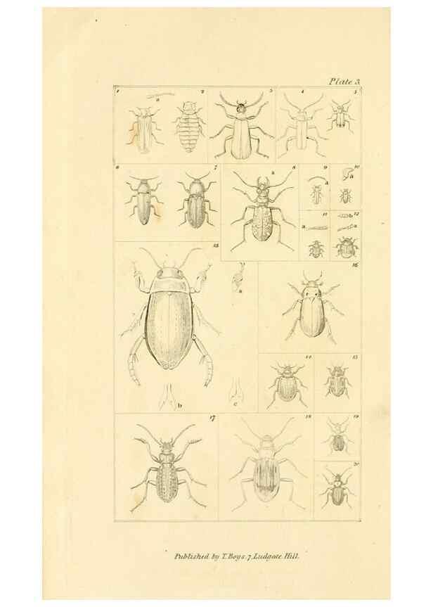 Reproducción/Reproduction 49679774858: The entomologist's useful compendium;. London,Printed for T. Boys,1819.. 
