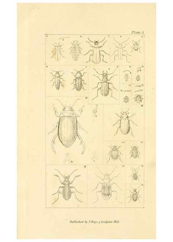 Reproducción/Reproduction 49679774858: The entomologist's useful compendium;. London,Printed for T. Boys,1819.. 