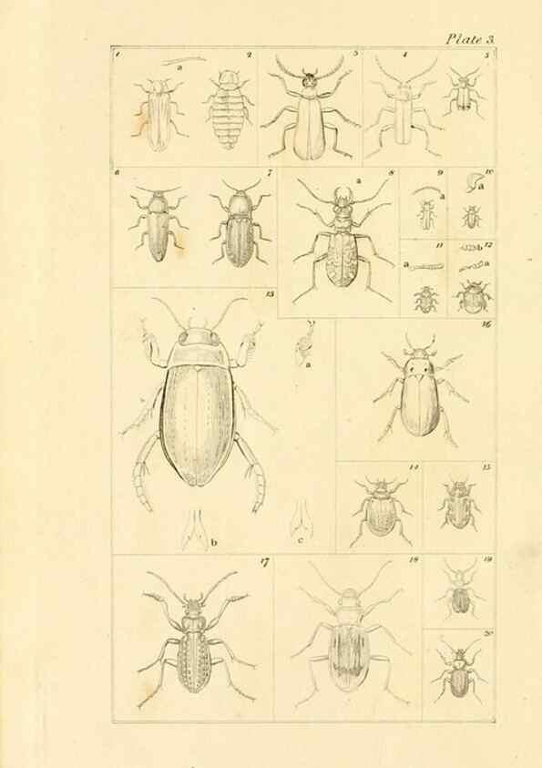 Reproducción/Reproduction 49679774858: The entomologist's useful compendium;. London,Printed for T. Boys,1819.. 