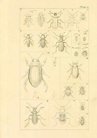 Reproducción/Reproduction 49679774858: The entomologist's useful compendium;. London,Printed for T. Boys,1819.. 