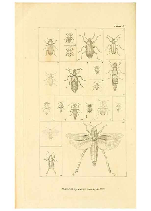 Reproducción/Reproduction 49680599217: The entomologist's useful compendium;. London,Printed for T. Boys,1819.. 