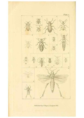 Reproducción/Reproduction 49680599217: The entomologist's useful compendium;. London,Printed for T. Boys,1819.. 