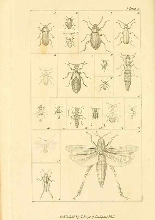Reproducción/Reproduction 49680599217: The entomologist's useful compendium;. London,Printed for T. Boys,1819.. 
