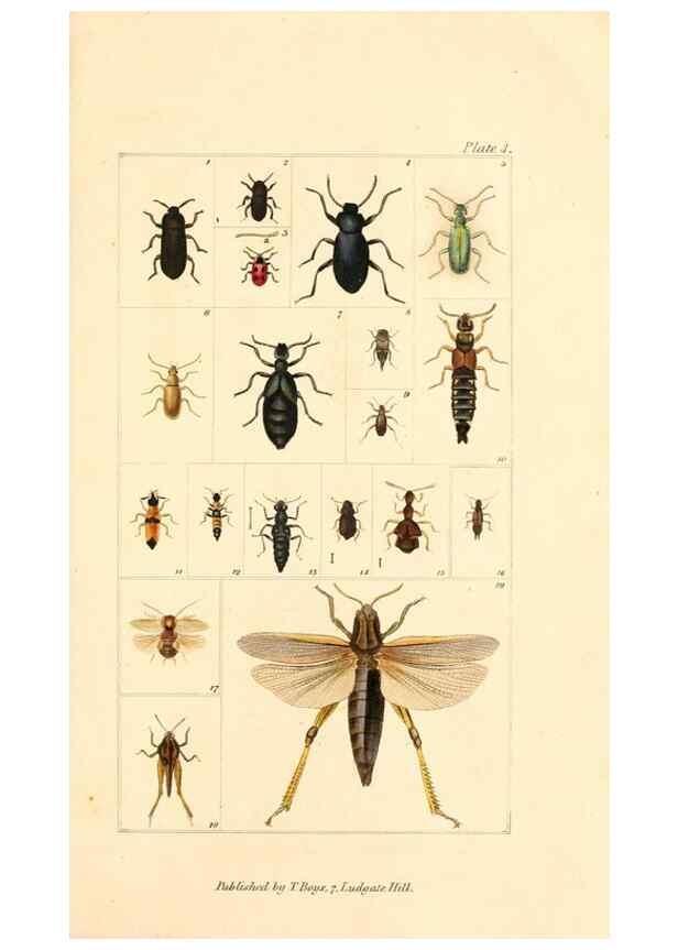 Reproducción/Reproduction 49680307901: The entomologist's useful compendium;. London,Printed for T. Boys,1819.. 