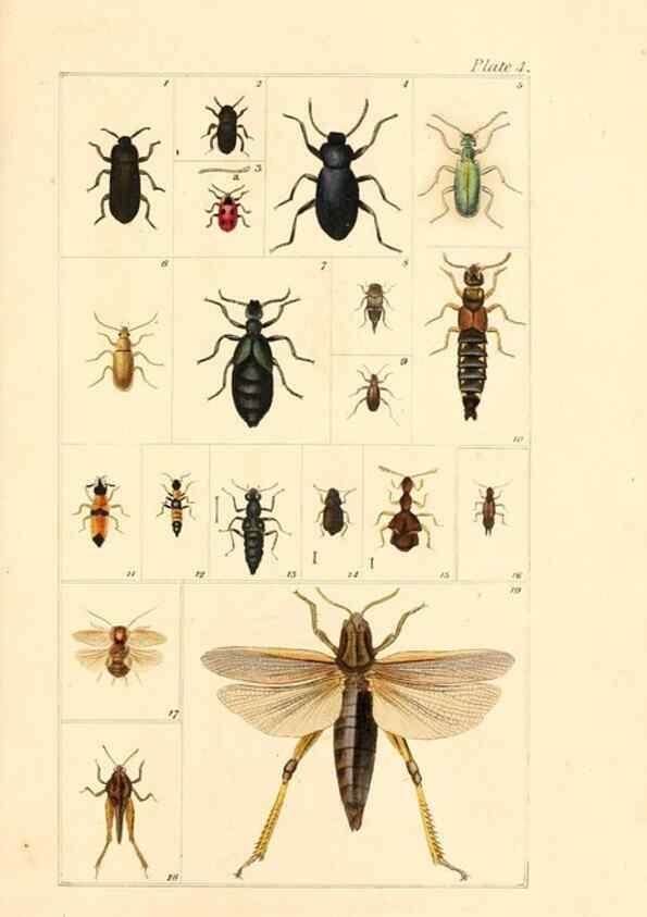 Reproducción/Reproduction 49680307901: The entomologist's useful compendium;. London,Printed for T. Boys,1819.. 