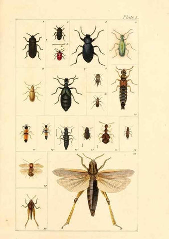 Reproducción/Reproduction 49680307901: The entomologist's useful compendium;. London,Printed for T. Boys,1819.. 