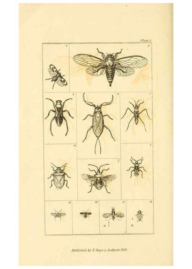 Reproducción/Reproduction 49680308111: The entomologist's useful compendium;. London,Printed for T. Boys,1819.. 