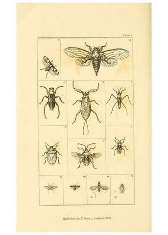 Reproducción/Reproduction 49680308111: The entomologist's useful compendium;. London,Printed for T. Boys,1819.. 