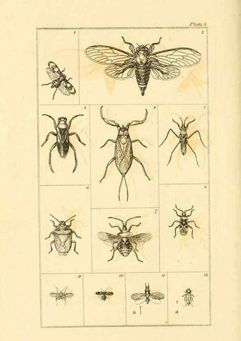 Reproducción/Reproduction 49680308111: The entomologist's useful compendium;. London,Printed for T. Boys,1819.. 