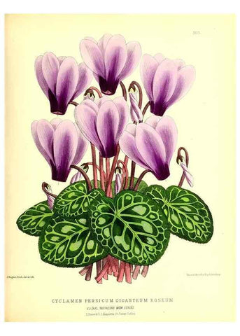 Reproducción/Reproduction 49679800098: The floral magazine;. London,L. Reeve & Co.. 