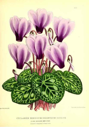 Reproducción/Reproduction 49679800098: The floral magazine;. London,L. Reeve & Co.. 