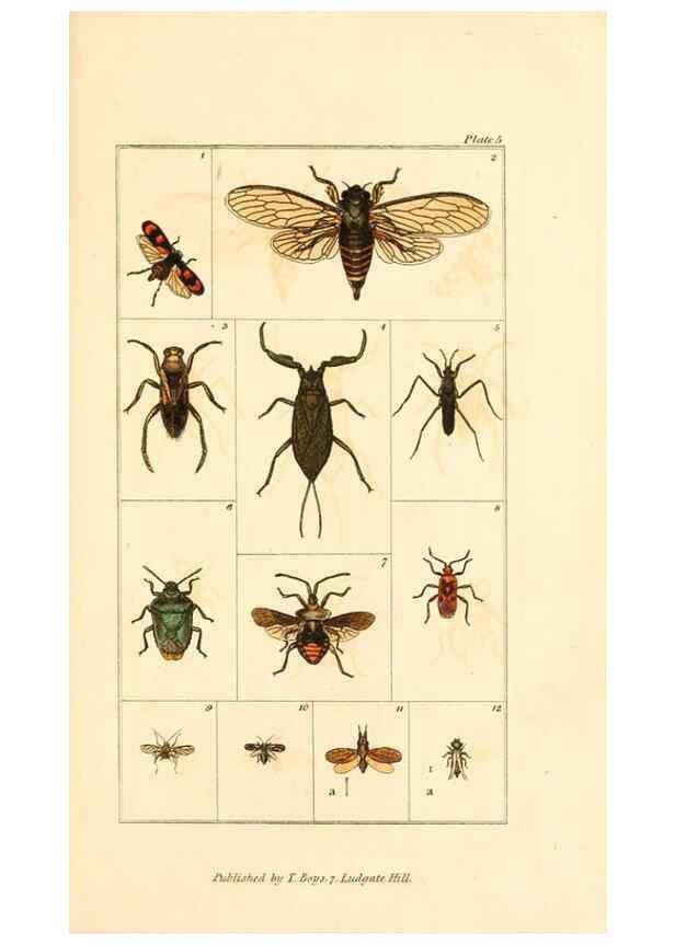 Reproducción/Reproduction 49680308281: The entomologist's useful compendium;. London,Printed for T. Boys,1819.. 