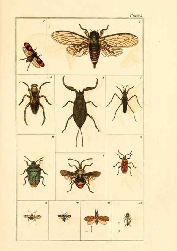 Reproducción/Reproduction 49680308281: The entomologist's useful compendium;. London,Printed for T. Boys,1819.. 