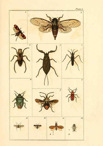 Reproducción/Reproduction 49680308281: The entomologist's useful compendium;. London,Printed for T. Boys,1819.. 