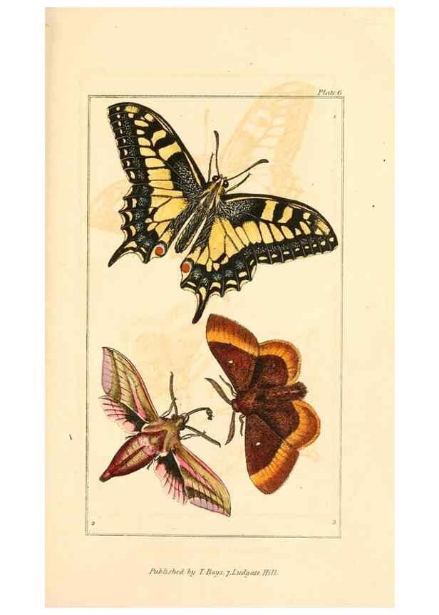Reproducción/Reproduction 49680308636: The entomologist's useful compendium;. London,Printed for T. Boys,1819.. 