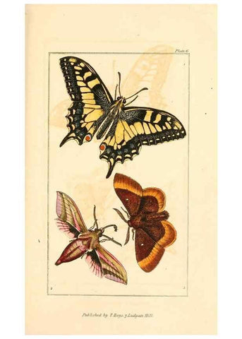 Reproducción/Reproduction 49680308636: The entomologist's useful compendium;. London,Printed for T. Boys,1819.. 