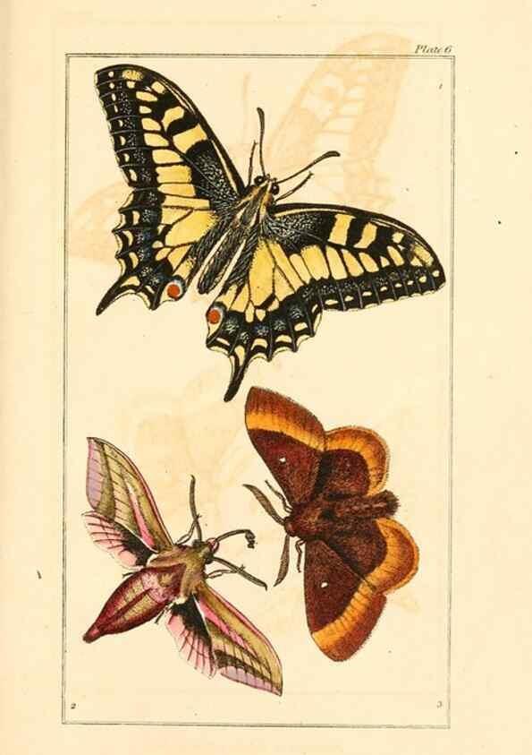 Reproducción/Reproduction 49680308636: The entomologist's useful compendium;. London,Printed for T. Boys,1819.. 