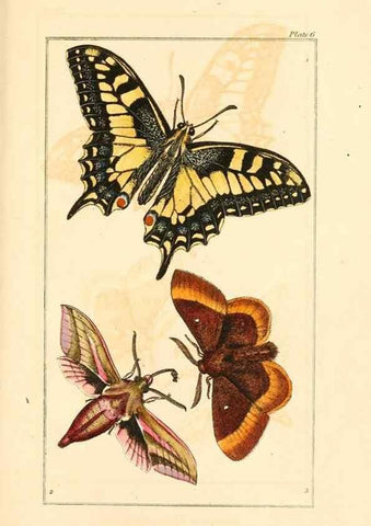 Reproducción/Reproduction 49680308636: The entomologist's useful compendium;. London,Printed for T. Boys,1819.. 