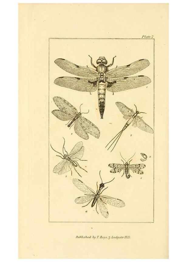 Reproducción/Reproduction 49679776643: The entomologist's useful compendium;. London,Printed for T. Boys,1819.. 