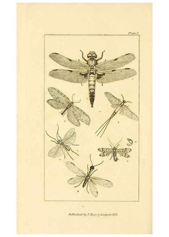 Reproducción/Reproduction 49679776643: The entomologist's useful compendium;. London,Printed for T. Boys,1819.. 