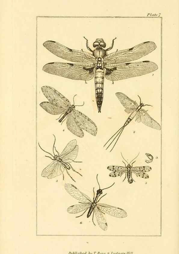 Reproducción/Reproduction 49679776643: The entomologist's useful compendium;. London,Printed for T. Boys,1819.. 