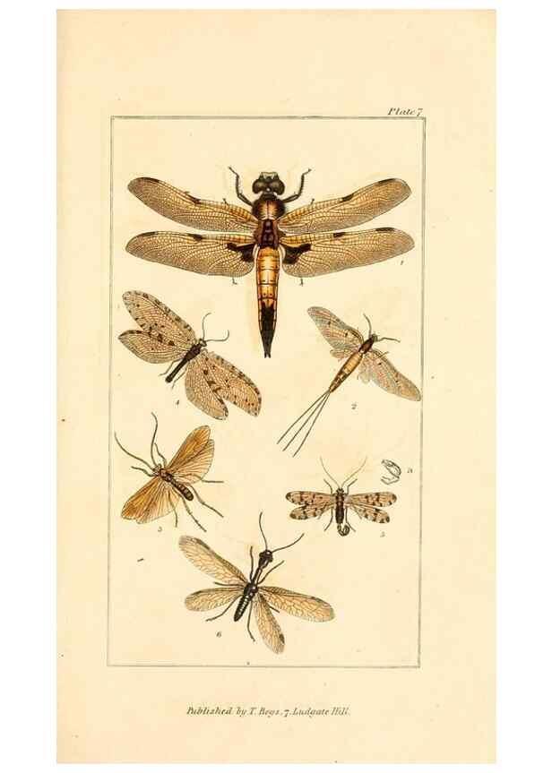 Reproducción/Reproduction 49679776893: The entomologist's useful compendium;. London,Printed for T. Boys,1819.. 