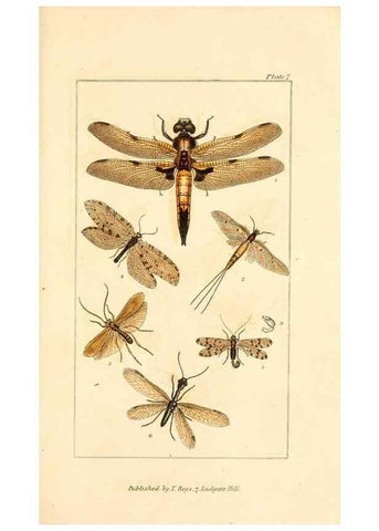 Reproducción/Reproduction 49679776893: The entomologist's useful compendium;. London,Printed for T. Boys,1819.. 