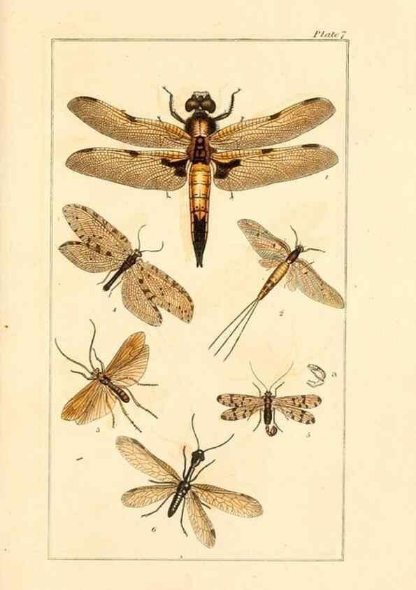 Reproducción/Reproduction 49679776893: The entomologist's useful compendium;. London,Printed for T. Boys,1819.. 