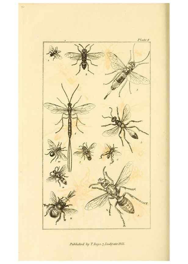 Reproducción/Reproduction 49680601017: The entomologist's useful compendium;. London,Printed for T. Boys,1819.. 