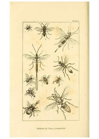 Reproducción/Reproduction 49680601017: The entomologist's useful compendium;. London,Printed for T. Boys,1819.. 