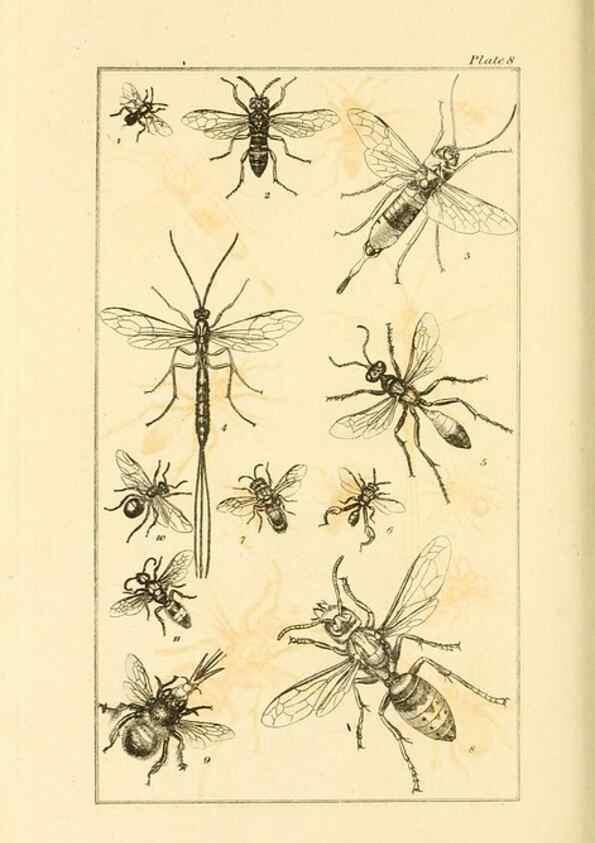 Reproducción/Reproduction 49680601017: The entomologist's useful compendium;. London,Printed for T. Boys,1819.. 
