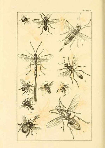 Reproducción/Reproduction 49680601017: The entomologist's useful compendium;. London,Printed for T. Boys,1819.. 