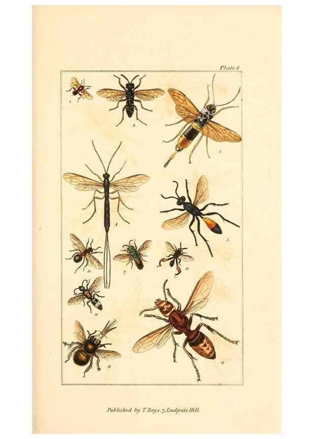 Reproducción/Reproduction 49680309481: The entomologist's useful compendium;. London,Printed for T. Boys,1819.. 