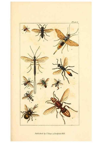 Reproducción/Reproduction 49680309481: The entomologist's useful compendium;. London,Printed for T. Boys,1819.. 