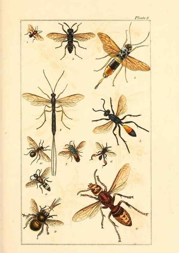Reproducción/Reproduction 49680309481: The entomologist's useful compendium;. London,Printed for T. Boys,1819.. 