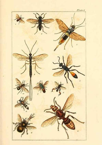Reproducción/Reproduction 49680309481: The entomologist's useful compendium;. London,Printed for T. Boys,1819.. 