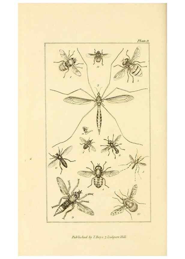 Reproducción/Reproduction 49680309726: The entomologist's useful compendium;. London,Printed for T. Boys,1819.. 