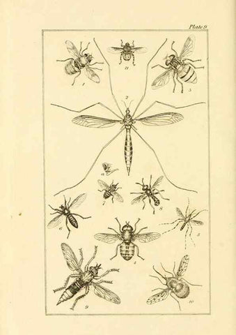 Reproducción/Reproduction 49680309726: The entomologist's useful compendium;. London,Printed for T. Boys,1819.. 