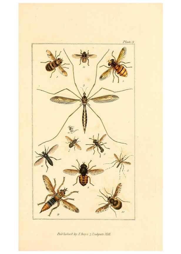 Reproducción/Reproduction 49679777783: The entomologist's useful compendium;. London,Printed for T. Boys,1819.. 