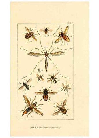 Reproducción/Reproduction 49679777783: The entomologist's useful compendium;. London,Printed for T. Boys,1819.. 