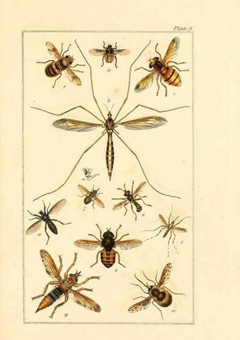 Reproducción/Reproduction 49679777783: The entomologist's useful compendium;. London,Printed for T. Boys,1819.. 