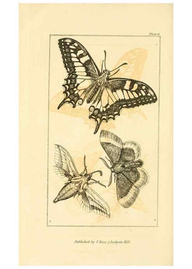 Reproducción/Reproduction 49680600087: The entomologist's useful compendium;. London,Printed for T. Boys,1819.. 