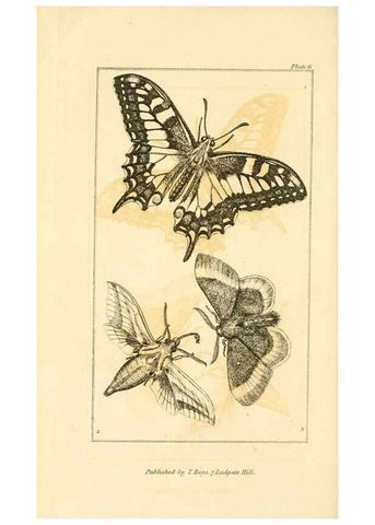 Reproducción/Reproduction 49680600087: The entomologist's useful compendium;. London,Printed for T. Boys,1819.. 
